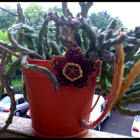 Stapelia